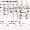Il mio albero genealogico paterno ricostruito da Lucrezia Losapio
