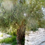 Dolmen 'La Chianca' di Bisceglie