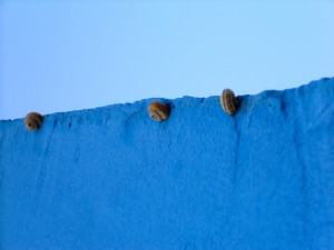 the snails of Salento, Puglia_2013 - le lumache del Salento, Puglia_2013 - foto di Raffaella Losapio